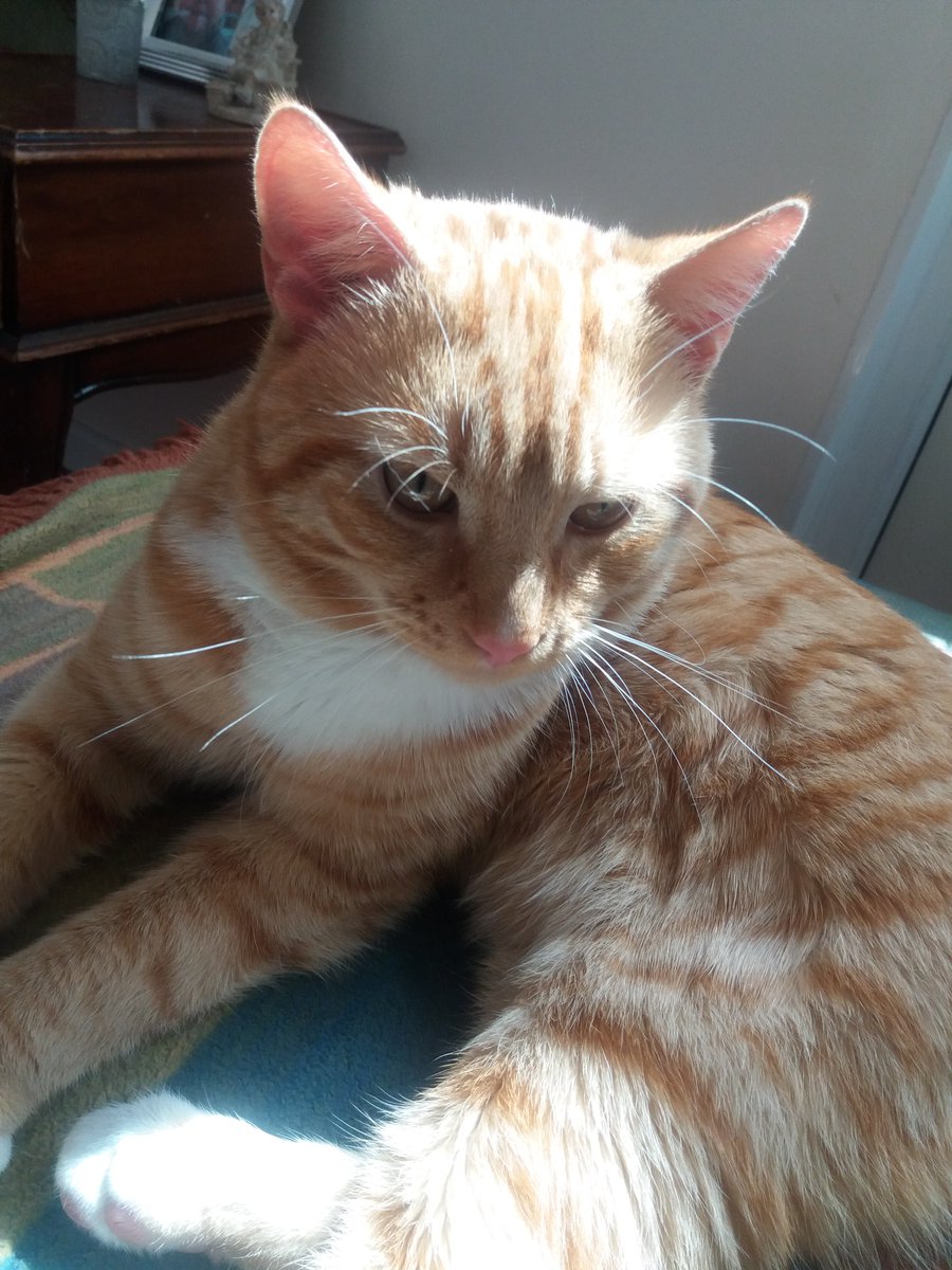 Oneviolentkitty's tweet image. Practising being a statue