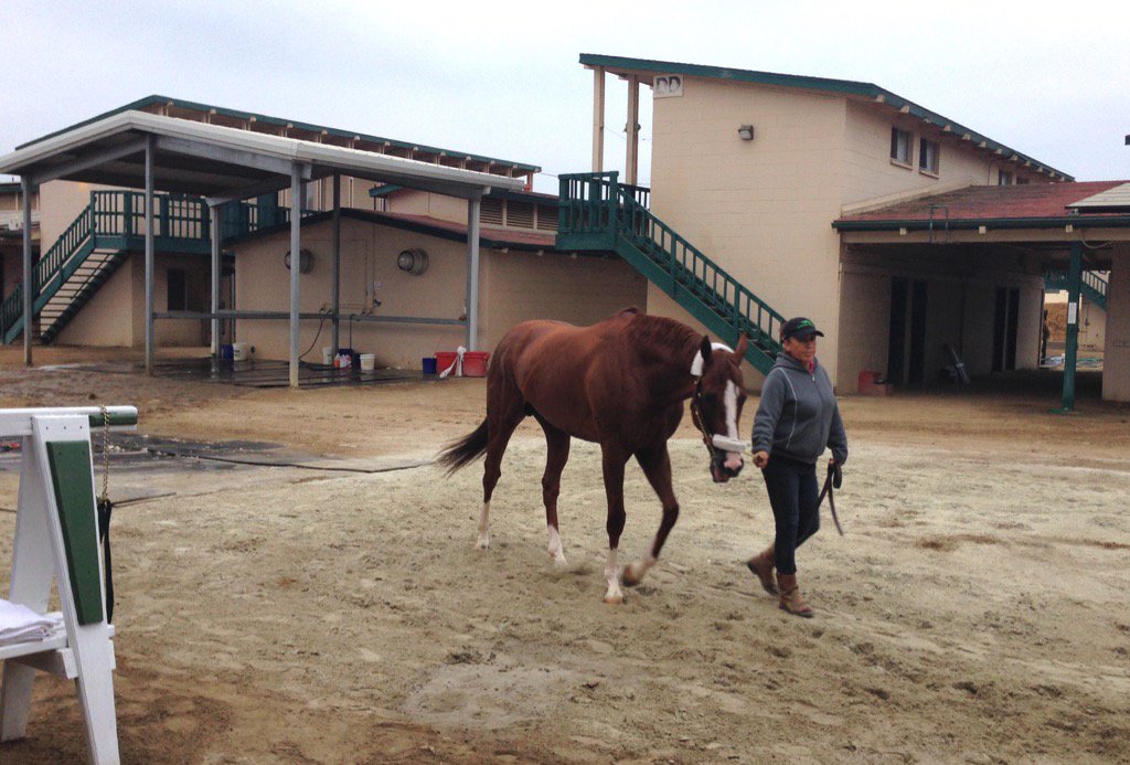 jagastaldo's tweet photo. #CaliforniaChrome is walked after morning exercise at #delmarracetrack a day before opening day for #delmarracing https://t.co/bDmMRIiinE