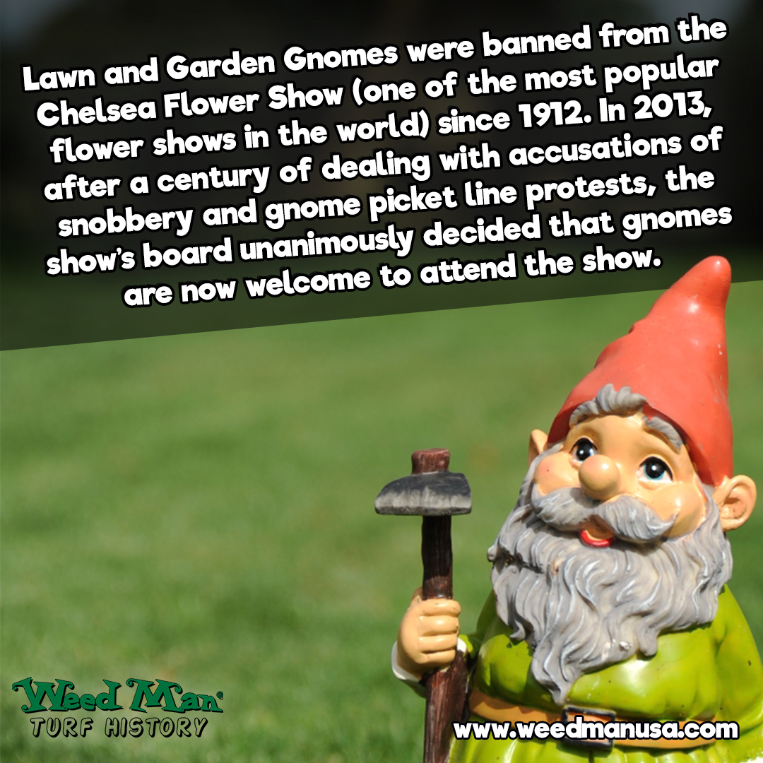 weedmanusa's tweet photo. Gnomes had to fight for their right to be included in the Chelsea Flower Show for a century! #tbt #TurfHistory https://t.co/kEWTndbxZe