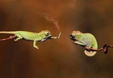 Armandolillo1's tweet photo. Cuando tú amigo esta en el otro sillón e intentas pasarle el porro: https://t.co/I1gVLruwew