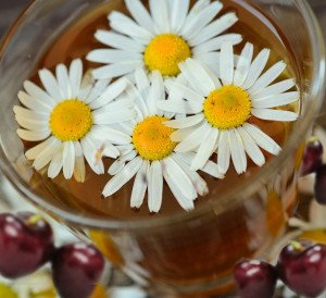 CellNutritional's tweet photo. Support better #sleep with this #Chamomile, #Coconut, #Cherry, &amp; #Almond #Latte https://t.co/60NzxMCNqi https://t.co/TzJZxzpP0m