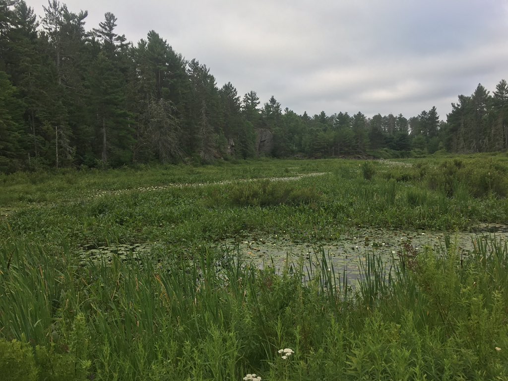 lifeoffthecouch's tweet photo. Morning 5k in cottage country. #explorerersedge #northofMuskoka #swarmedbybugs #scaredofbears. https://t.co/dzhHa9uJkg