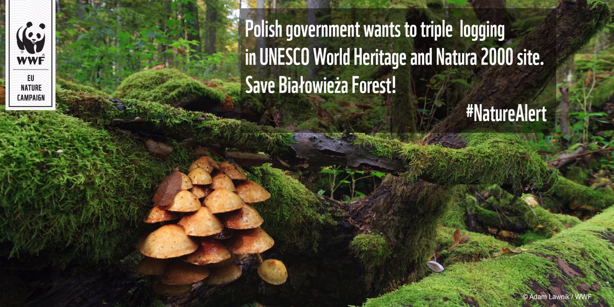 WWF's tweet photo. NOW: Bialowieza needs strong decision against logging increase from
@UNESCO #WorldHeritage Cmt #NatureAlert #40whc https://t.co/INSB2yCbkz