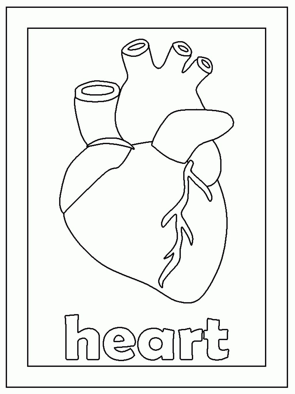 Сердце орган раскраска