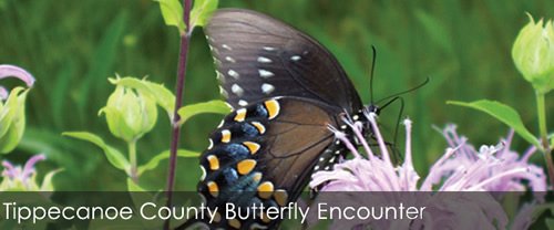 JayAkridge's tweet photo. Butterfly enthusiasts: @PurdueInsects annual Butterfly Encounter July 16 https://t.co/MI1JjnuL90 @PurdueExtension https://t.co/DWvgKKmhBU
