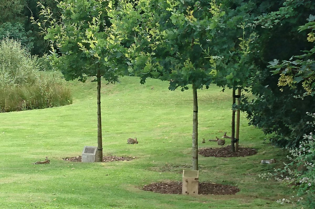 ange_cass's tweet photo. BUNNIES! Ahem, think the fresh air has gotten to me.. #SiP2016 #sshm16 https://t.co/MlJB2VlohW