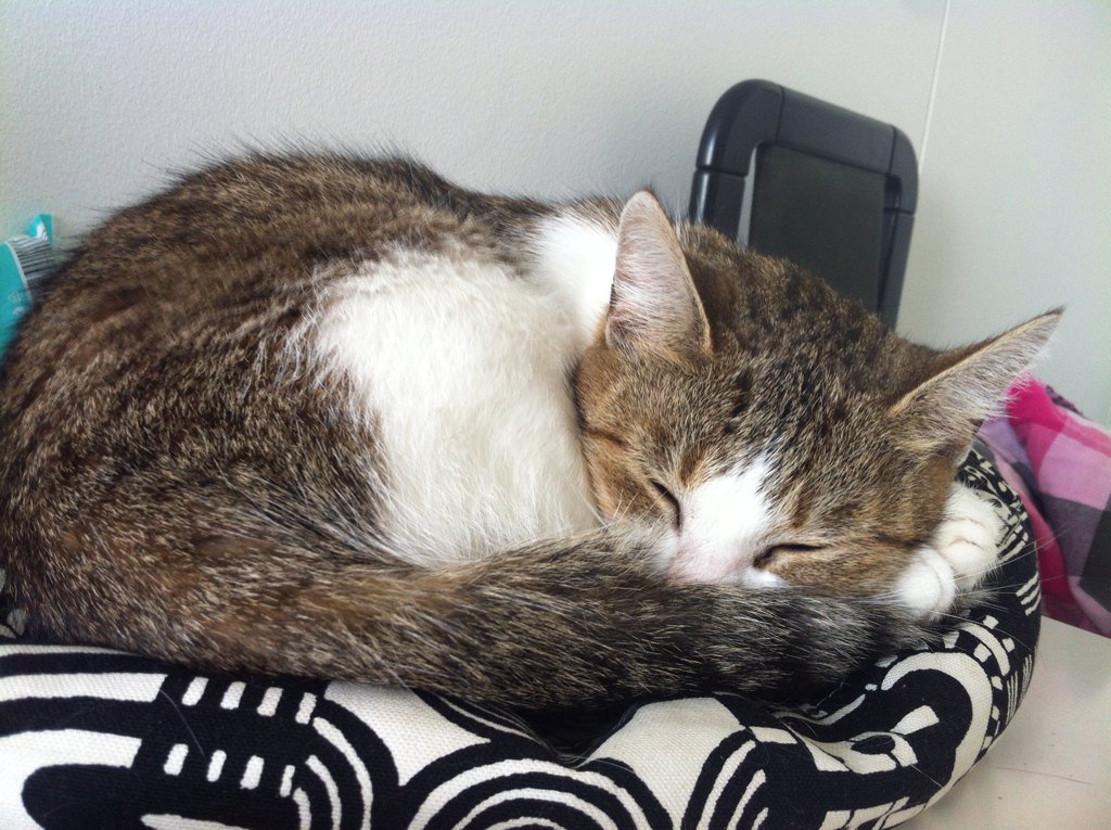 pineapple_gabe_'s tweet photo. #AskSuperwomanLIVE DO U LIKE MY KITTY?!?!<33 https://t.co/QB2l9yYhum