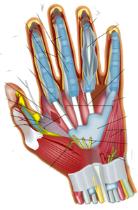 MendMeShop's tweet photo. Does Vitamin #B6 help #Trigger_Finger and #CarpalTunnel Syndrome? https://t.co/5Z2Ou3NpEA #Pyridoxine https://t.co/ZtpKN5svxQ