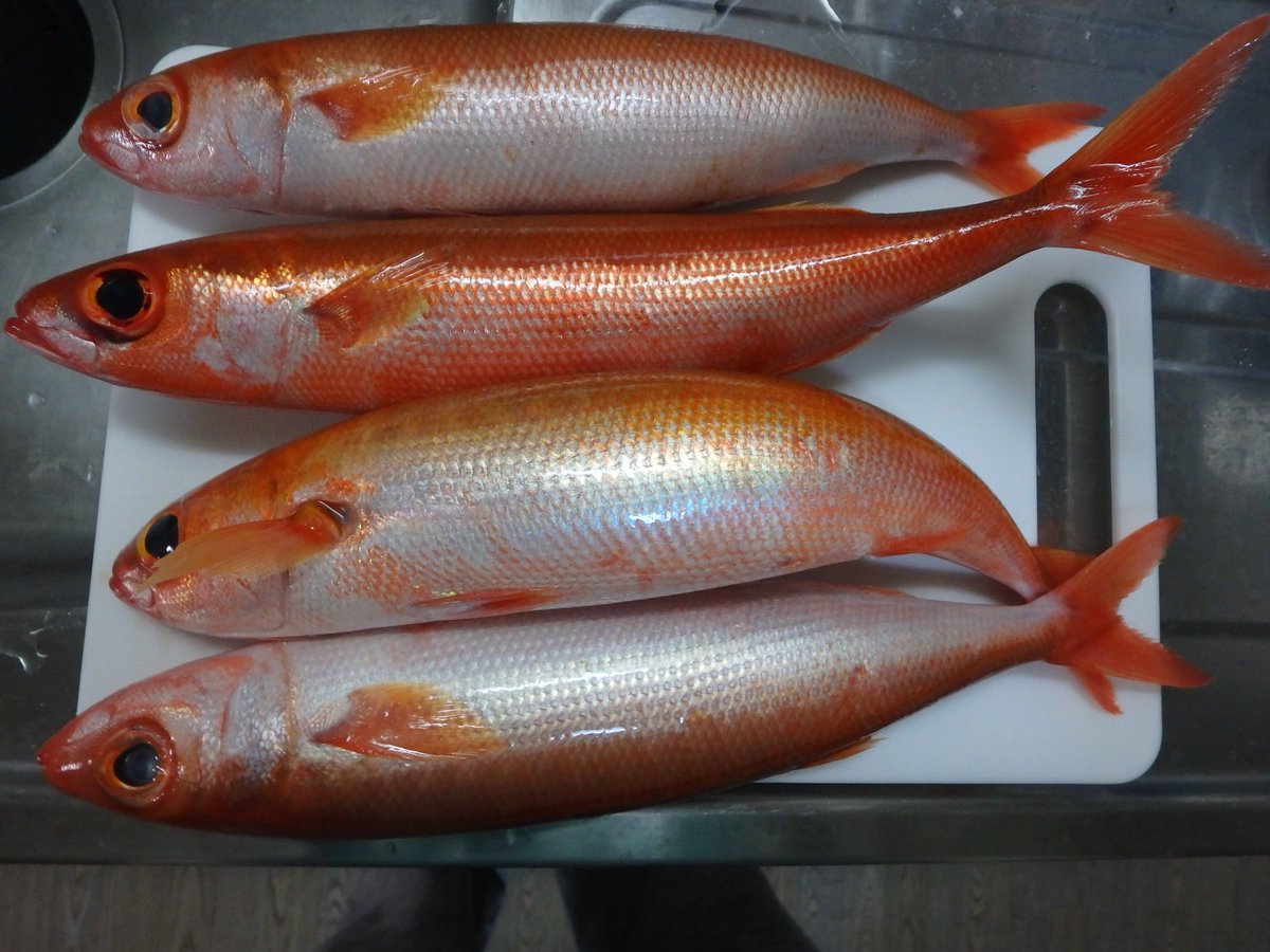 しば 先日このロウソクチビキって魚が開幕からアホみたいに釣れたんですよ てっきり雑魚だと思ってリリースしまくってたけど二日置いて刺身にしたらめちゃくちゃ美味い もっと持って帰ってくればよかった