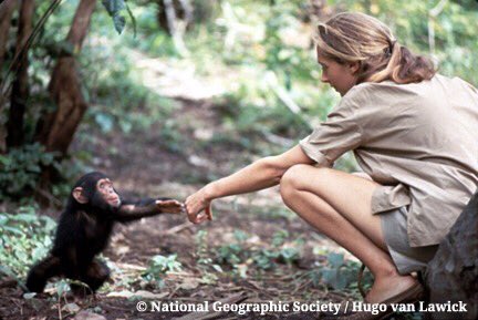 JaneGoodallInst's tweet photo. On this day in 1960, #JaneGoodall began her Gombe adventure to study wild #chimpanzees and became a legend. #56years https://t.co/lsAXFUr9VS
