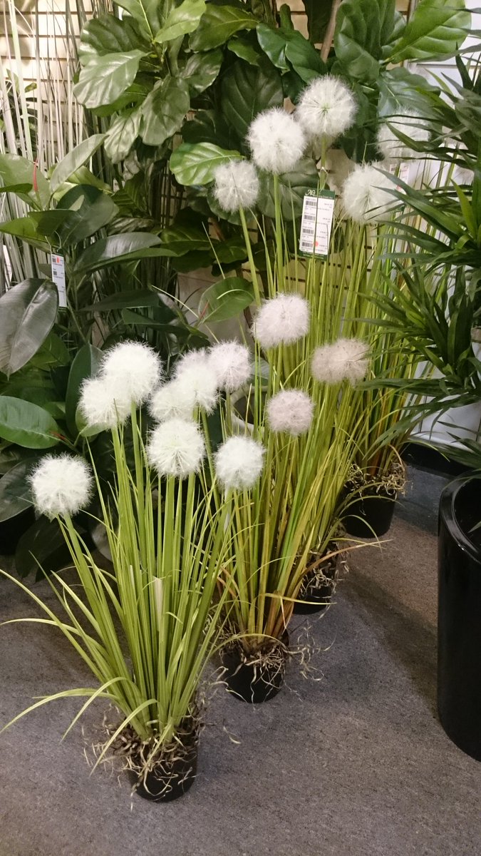 AmazingGreenInc's tweet photo. See our new Dandelions! Full of mystic beautiful and life. #americasmart #amazinggreen #dandelion #Showroom #atlanta https://t.co/aIjtCmCP3s
