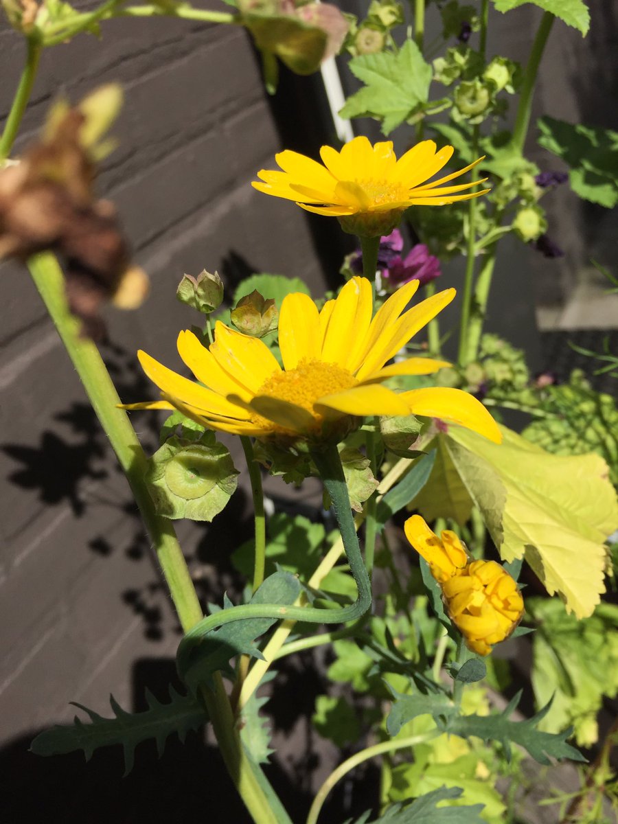 make_bv's tweet photo. #growingpaper.com veldbloemen mengsel of zonnenmengsel😀 https://t.co/YQdsUb0QR1