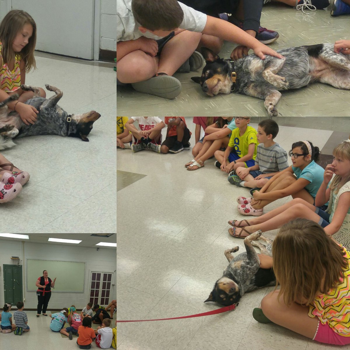 STEM_HenryCoVA's tweet photo. Looks like Callie has trained our campers to pat her belly. #explorecamp2016 @hcps_va @SPCAMHC https://t.co/Ouqo7SL1B9