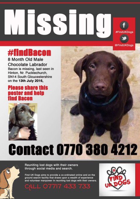 LISAWOO2008's tweet photo. @DyrhamCC #FindBacon. 8month pup still missing since 13/7 - Calling anyone around #hinton #pucklechurch #SN14 https://t.co/IHupXAX30j