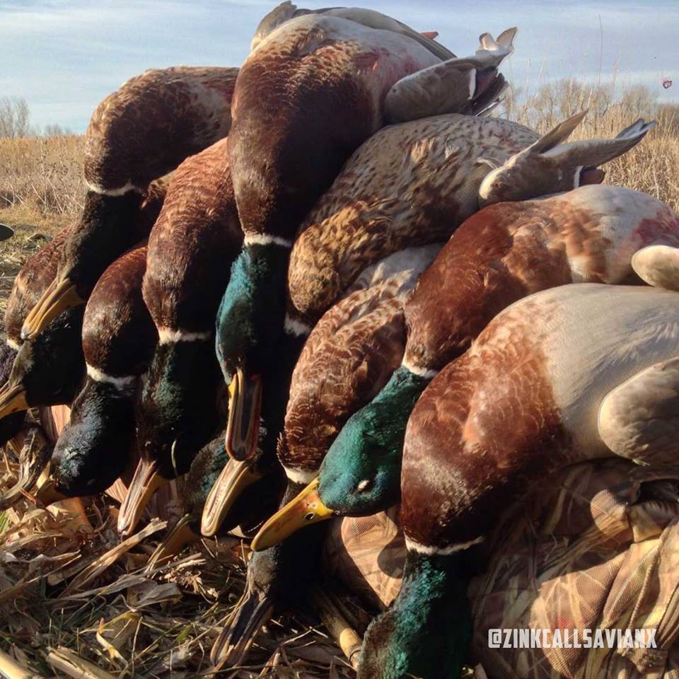 ZinkCallsAvianX's tweet photo. A day to remember! 

#AvianX https://t.co/GVPaAis19M