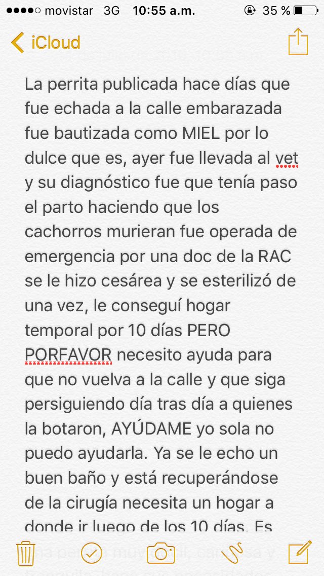 LuisaMartinezLA's tweet photo. Recuerdan a la perrita embarazada que fue abandonada? Aquí su historia👇🏻 PORFA RT necesita 1hogar @JeanMary_ https://t.co/7PA5WSefNV