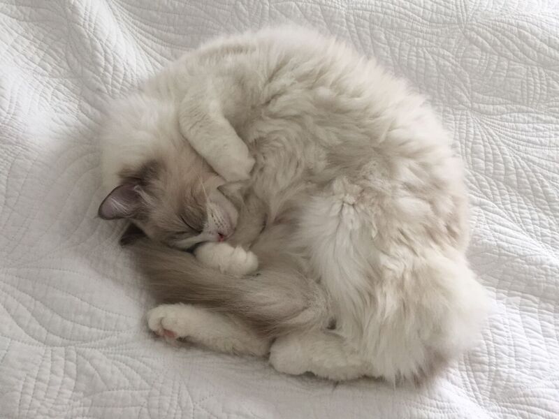paw_map's tweet photo. Let's keep all #animals and #animallovers safe! Alert others to #dangers and tell them about #hazards on #pawmap. https://t.co/bjaecMWinq