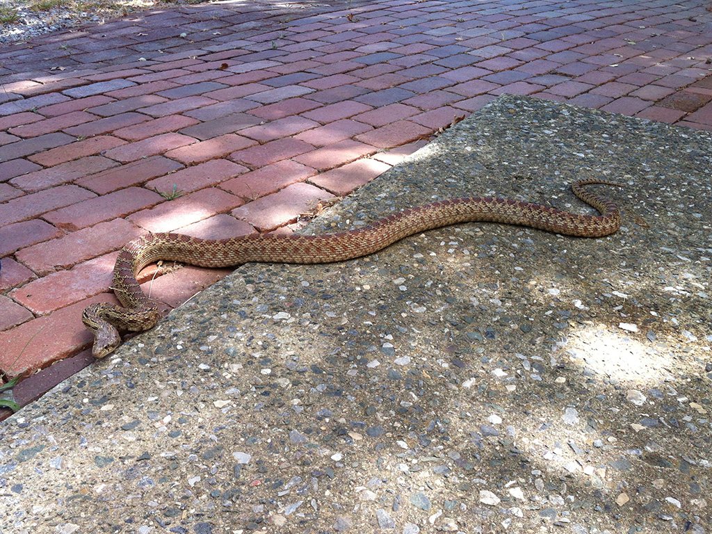 JRWildlife's tweet photo. 6-foot gopher snake by the office yesterday. Rose tint somewhat atypical around here - usually more brown/yellowish https://t.co/htL9aBcJn7