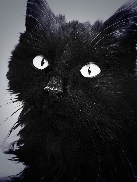 DontGetBitten's tweet image. &amp;gt; #WCRPPlan (Oh, yeah!)&amp;gt;New RP Account&amp;gt;Not new to RP&amp;gt;New OC❝Can you see me in the dark?❞