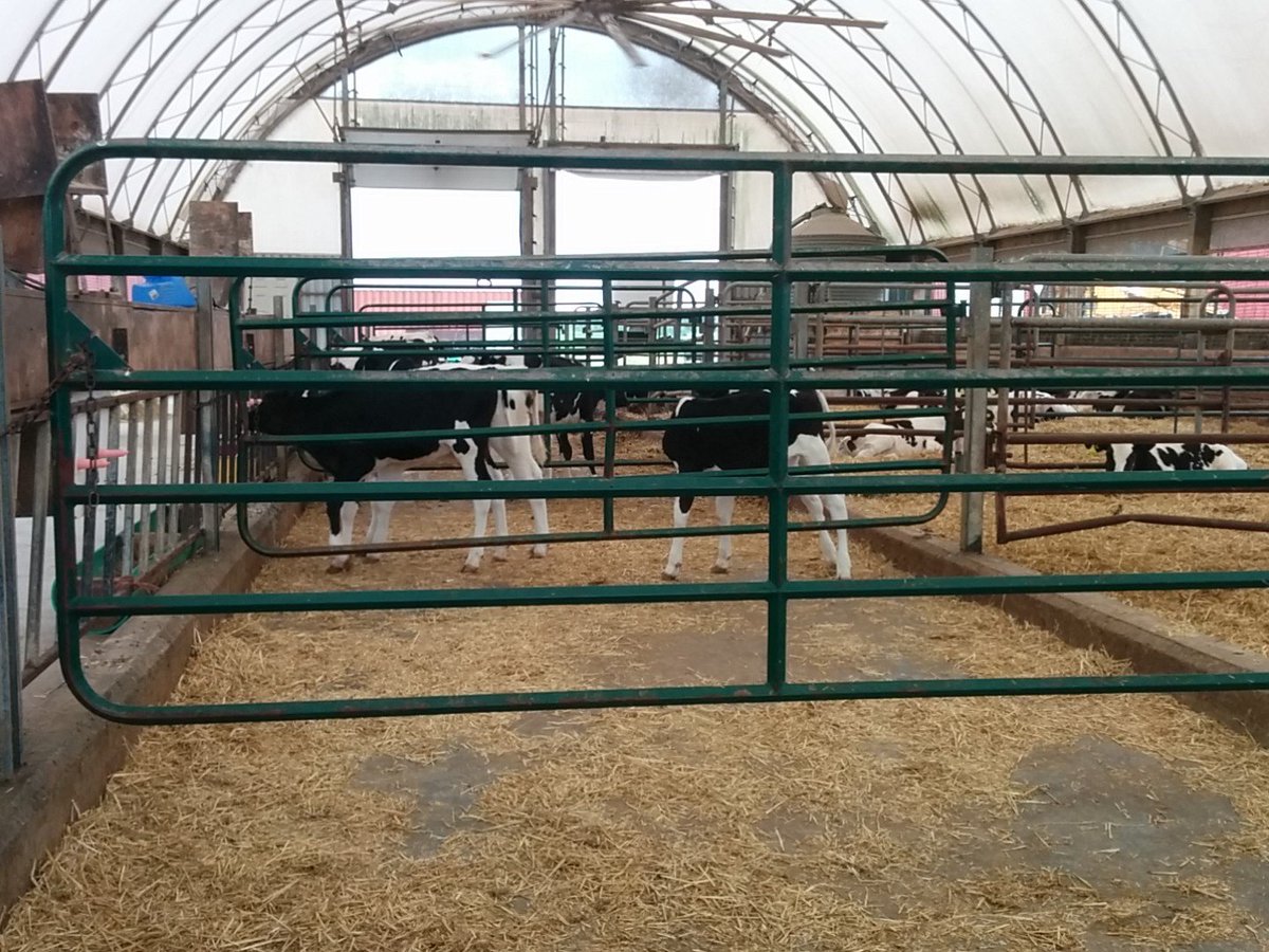 This herd was averaging 0.68 kg/day now up to 0.93 kg per day. Some calves doing 1.25 kg/day!!