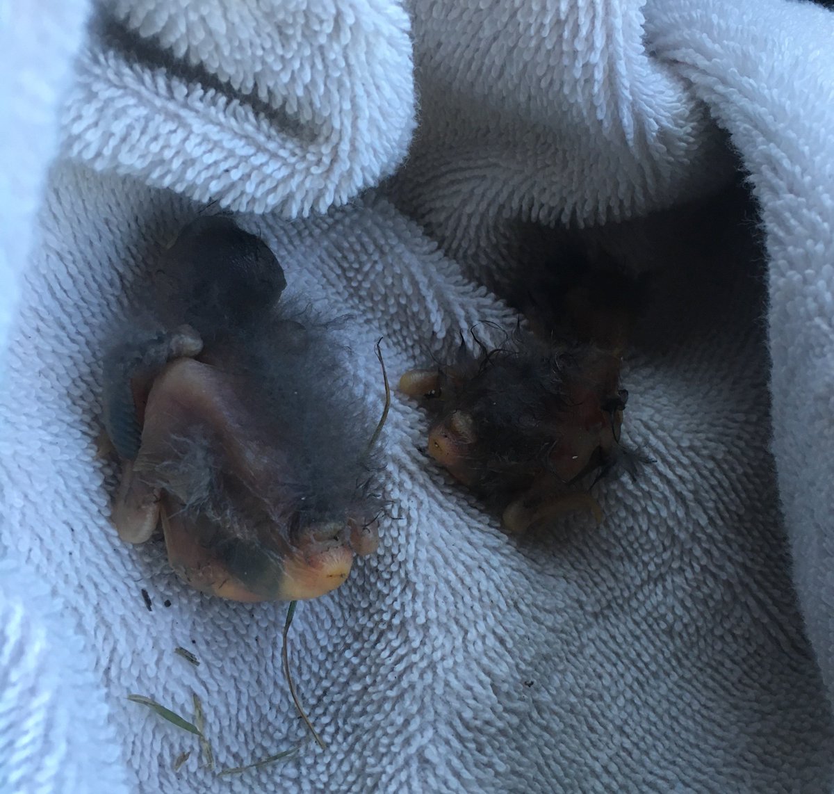 SarasotaSheriff's tweet photo. When deputies looking for a bad guy make a pit stop to rescue baby birds: https://t.co/0NIMqNf8JR #SCSOService #LESM https://t.co/Yqj04Wl3on