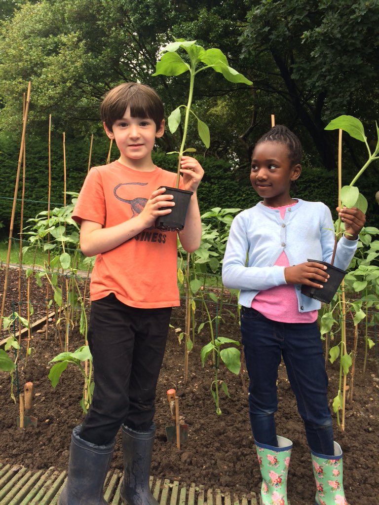 WaterlowPark's tweet photo. I spy sunflowers in the kitchen garden up to 2m tall. Not long since so big #highgateprimary https://t.co/89PyhbDfk7