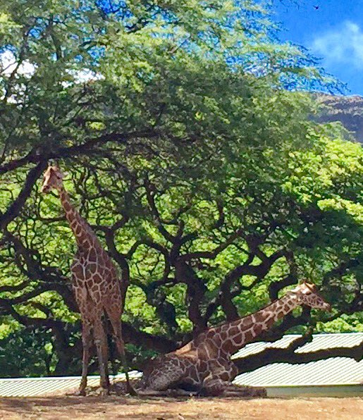 WaikikiTrolley's tweet photo. Giraffes! Yes we have #giraffes in #Hawaii - to visit them, hop on #GreenLineTrolley and hop off at #HonoluluZoo https://t.co/NGCu9nTBEz