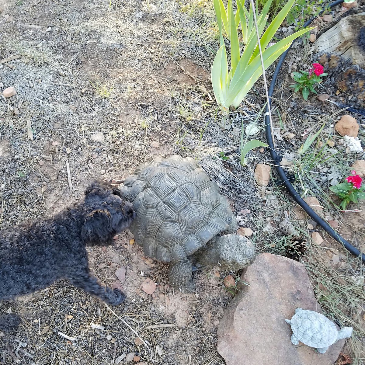 Cutestpupever's tweet photo. when you want to play in the forest and your friend is a statue 😄 #forest #weeklyfluff #outside #dogs #tortoise #pup https://t.co/A71w7CqJeU