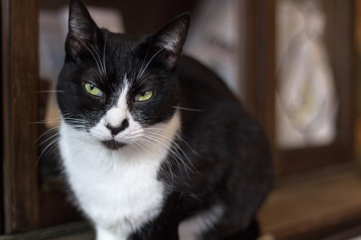 "First, I will catch the red dot. And then I will take over the world!" -#Adoptable Tinkerbelle has big plans. #meow