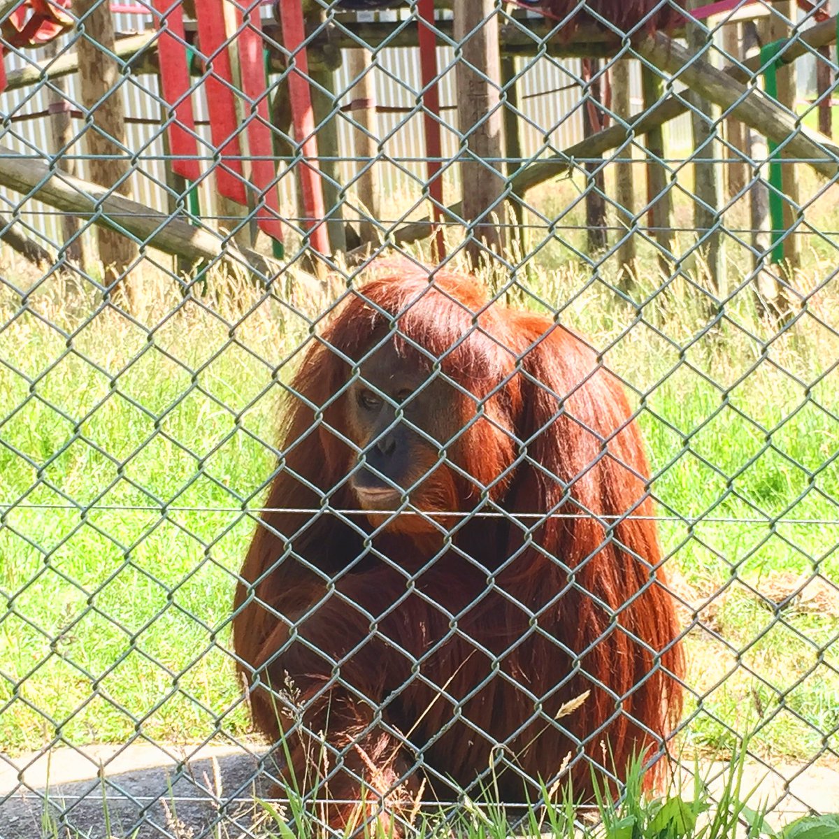 We enjoyed our recce at @monkey_world today. #filming #dorset #monkeyworld #monkeylife