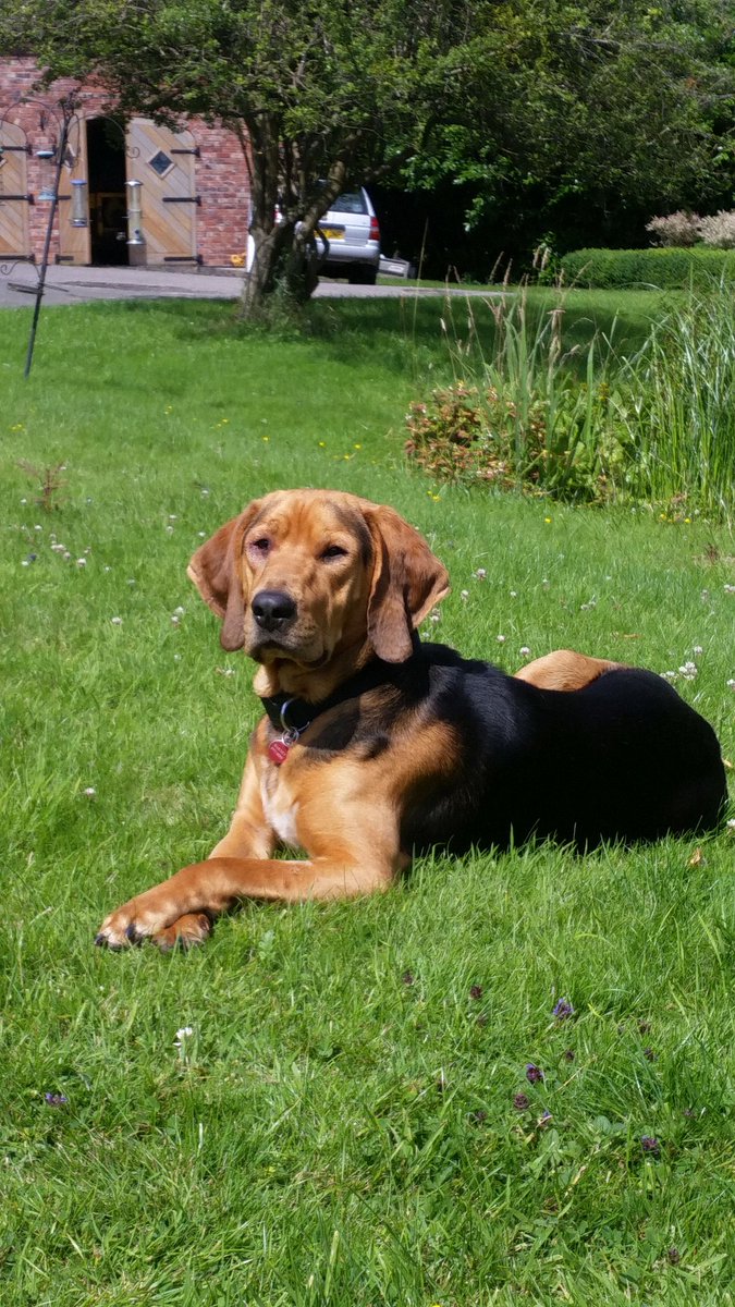 barneybearhound's tweet photo. @Fred_da_dog Kiddin. Iz home and sooper fine. https://t.co/X6AsXvZKOj