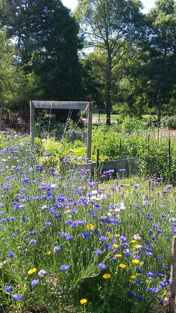 falmouthservice's tweet image. Plan to visit our special #communitygarden tomorrow, 7/15, during #hydrangeafestival! #CapeCodGarden #Falmouth