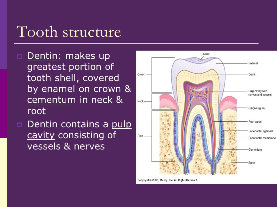 Howard Farran DDS on Twitter "Dentin is the chief substance of teeth