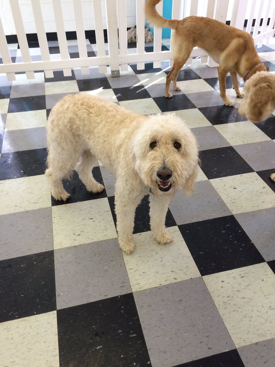 HappyDogsWloo's tweet image. Hello Miss Bailey!