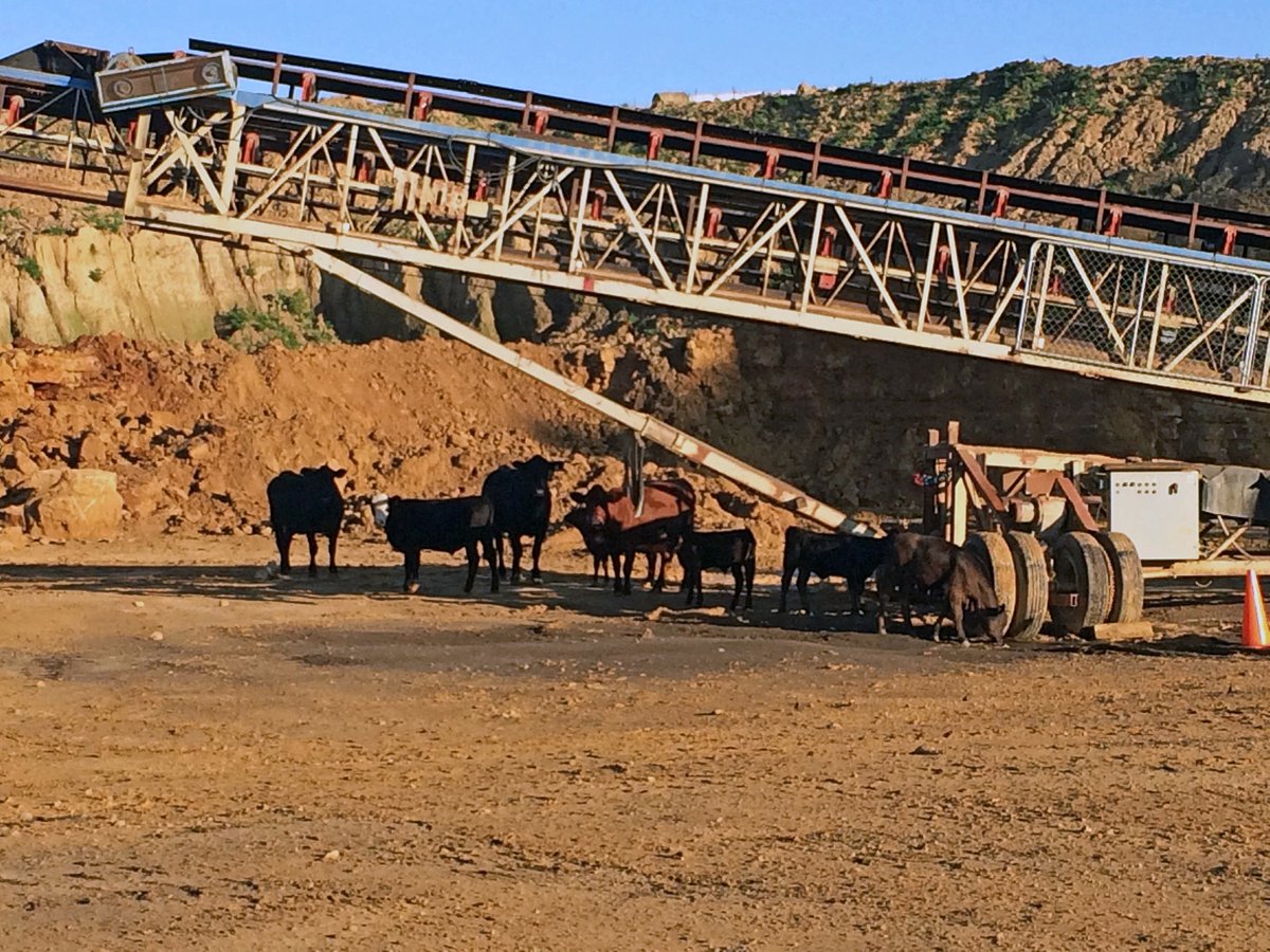 Helm_Group's tweet photo. Conmat Employees found visitors in Tranel Quarry this morning. Let get this rock mooooving! #peoplebuildingvalue https://t.co/nLf5eXA6Lz