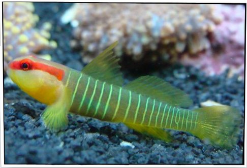 PetFishForSale's tweet photo. #Pet #GreenbandedGoby #forsale #PetFishForSale $19.95 #Beginnerfish #saltwaterfish #petfishforsaleUSA 1-877-256-1997 https://t.co/q9kailJbDO