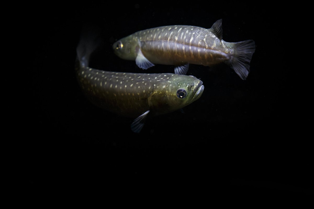 Oh fishy fishy fishy fish...
#Ourstars #GiantKokopu