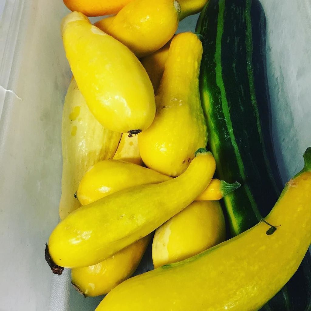 AngryBearKit's tweet image. Summer squash @over_the_hill_farm  #cbusfoodauthority #cbusconnect #overthehillfarm #assee… ift.tt/29FRBui