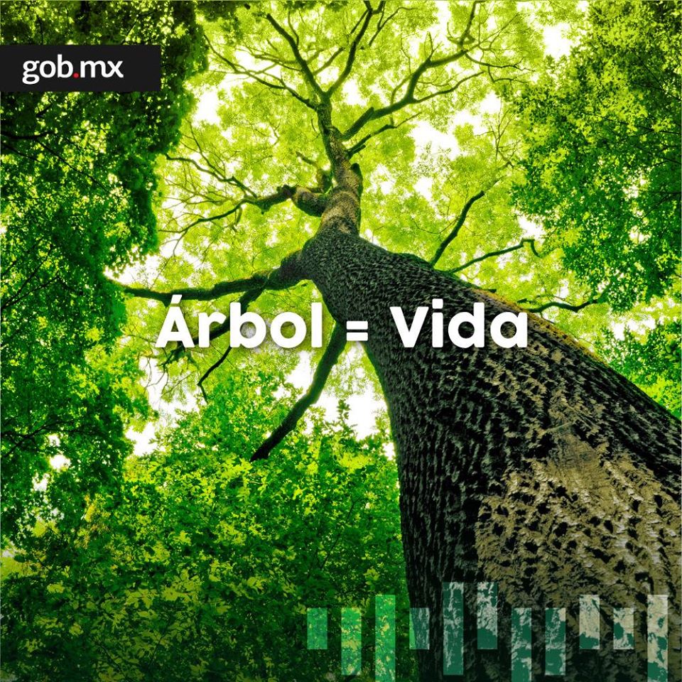 SE_mx's tweet photo. #ENTÉRATE ☝️En México celebramos el segundo jueves de julio el Día del Árbol 🌳 🇲🇽 https://t.co/kXySXDUiAy https://t.co/NP4nwrypFu