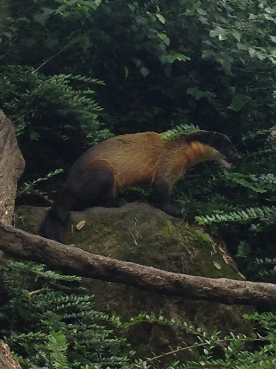 [[I saw an actual Yellow-throated marten at the zoo today. Not sure why I decided to mention this, but it was cool]]