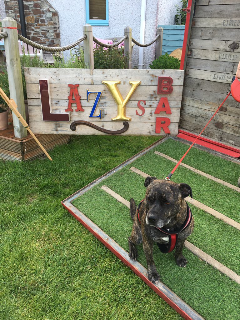 celtic_villan's tweet image. Brucey is having the best holiday at @Meadowscampsite #teamstaffie