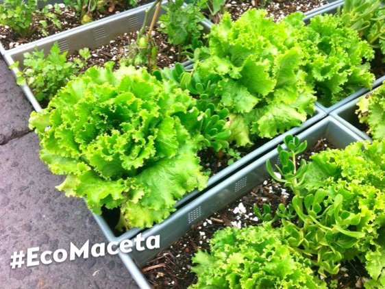 efectoverde's tweet image. Conoce el incomparable valor nutricional y sabor de una lechuga recién cortada #HuertoEnCasa bit.ly/EVmanual
