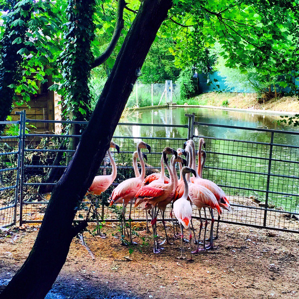 Remember it's less than a month till our first open day! There's nothing like a sunny day out with our flamingos!
