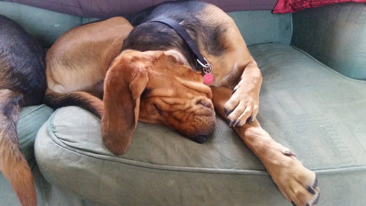 barneybearhound's tweet photo. @Fred_da_dog Hi Fred. I'm Barneys humum. I know you both message in the evening but tonite Barney is a bit broken! 😉 https://t.co/Q1IxFKuto8