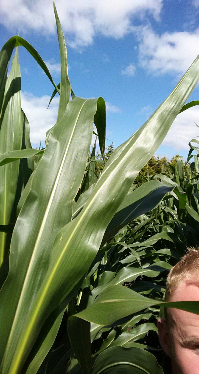 NickersonBen's tweet photo. #Maize16 #THESeedsMen #Nickerson #MilkFromForage #GetOn https://t.co/vyBRZgFid8