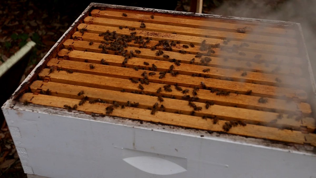 #TriviaThursday Does #USF offer a beekeeping class? True or False? Find out the answer tomorrow!