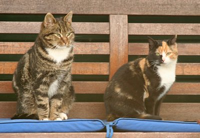 Patches and Mum - sending love ♡ tweet media