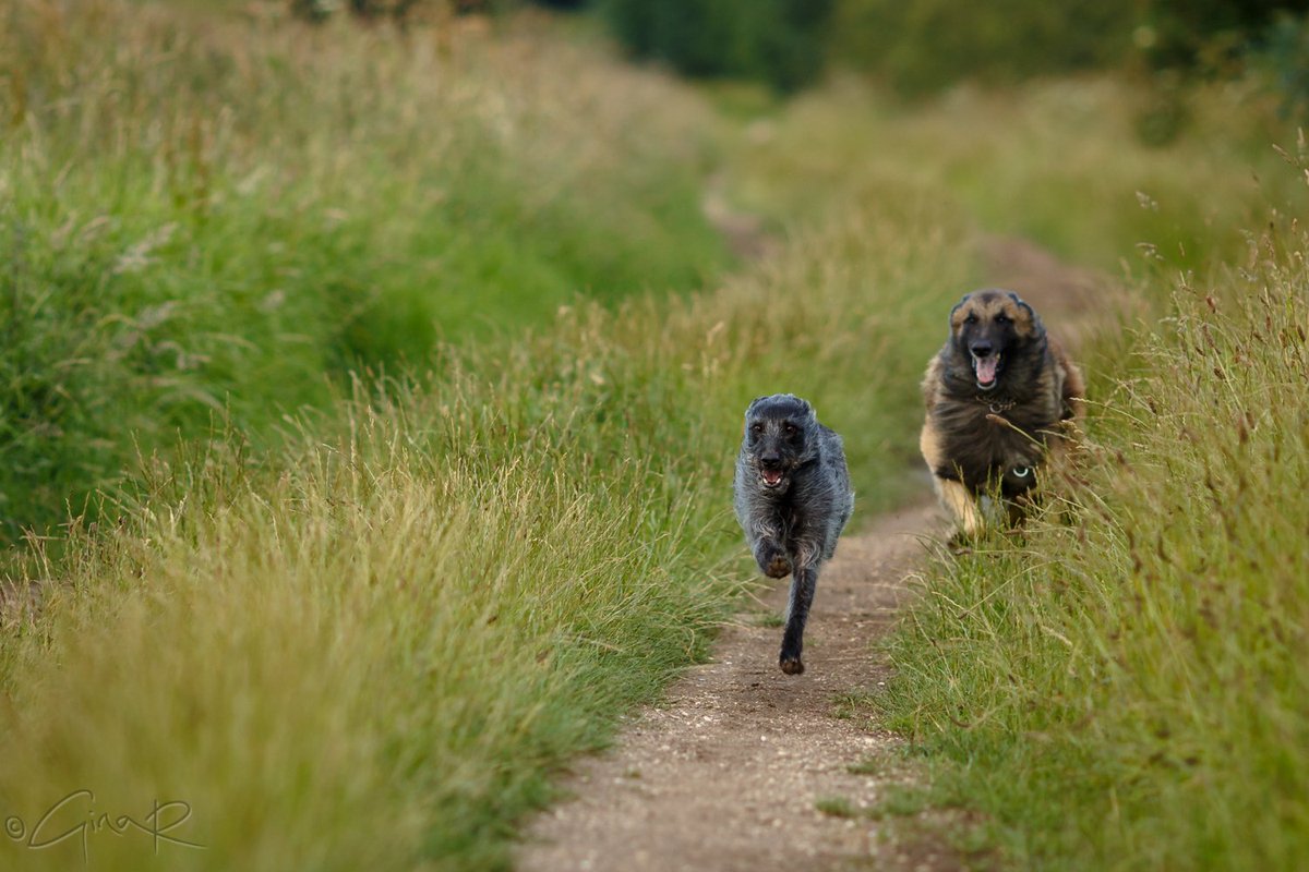 ginachillin's tweet photo. My mutts enjoying our walk tonight #happydogs #lucher #tervtastic #podengo #ginar #driffield #eastyorkshire https://t.co/nAWEDZnB6e