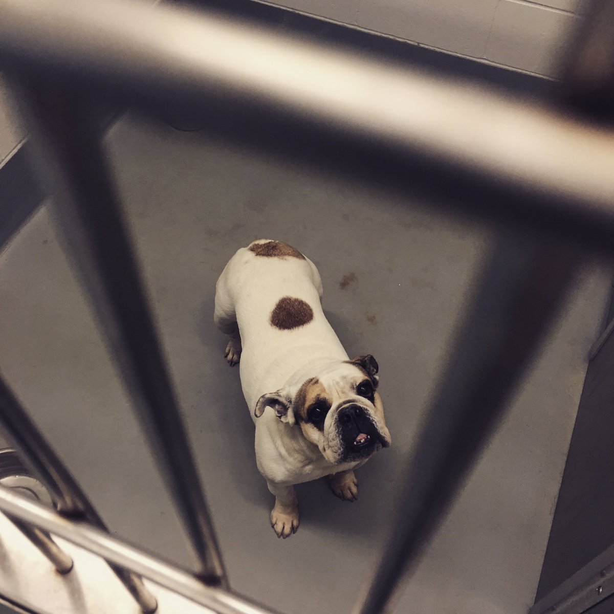 AddBrocke's tweet photo. So yesterday was fun. Bulldog got out, spent 3hr running around. Animal control got her. Picked her up. #dogprison https://t.co/agED13SL7W