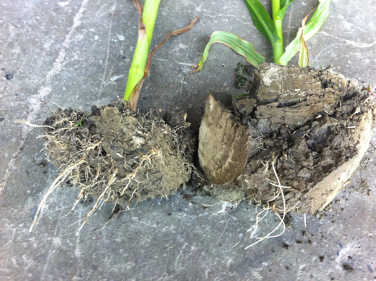 mikebelan3's tweet image. @ONCoverCrops @MyVeritas_Aaron #compacted on the right again prior to soaking the roots more fibrous roots on left